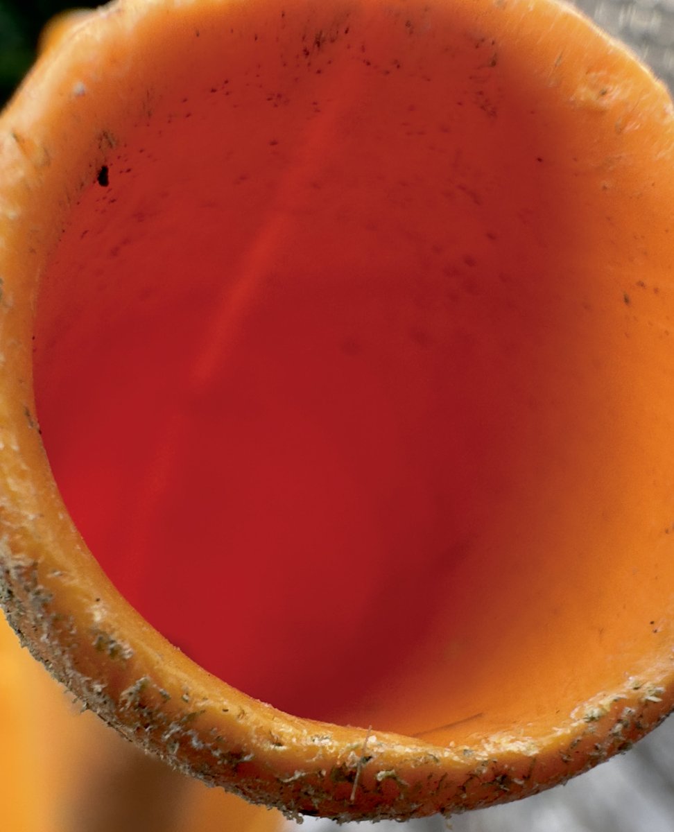 Flyin_Kakapo's tweet photo. #WeeklyPhotoChallenge #PhotoChallenge #ColourChallenge #photography #colour #orangeABSTRACT https://t.co/BVXYn3cPMI