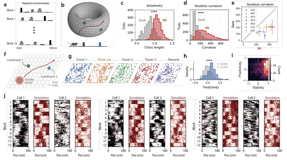 Surya Ganguli (@suryaganguli) on Twitter photo Our new paper led by <a href="/johnhwen1/">John Wen</a> & Ben Sorscher w/ <a href="/lisa_giocomo/">Lisa Giocomo</a> revealing how grid cells fuse landmarks & self-motion to create maps of new environments in a *single* exposure; our model predicts the detailed map of a new env *before* the mouse enters it!
biorxiv.org/content/10.110… Our new paper led by <a href="/johnhwen1/">John Wen</a> & Ben Sorscher w/ <a href="/lisa_giocomo/">Lisa Giocomo</a> revealing how grid cells fuse landmarks & self-motion to create maps of new environments in a *single* exposure; our model predicts the detailed map of a new env *before* the mouse enters it!
biorxiv.org/content/10.110…