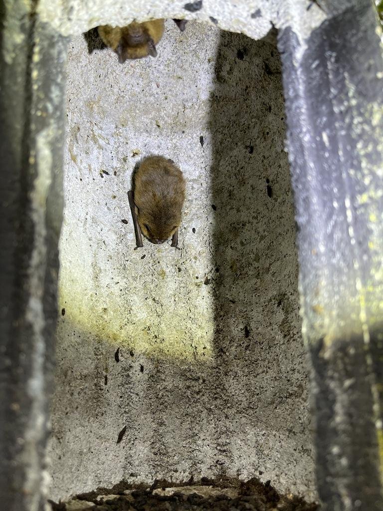 Checking bat boxes in sticky, humidity weather was fun this morning. 🙂

It was fun, actually, because we found 22 gorgeous little #pipistrelle #bats.

Here are some of them. 🥰

#lovebats #batboxes