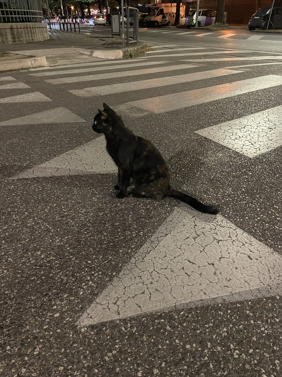 ciao micio