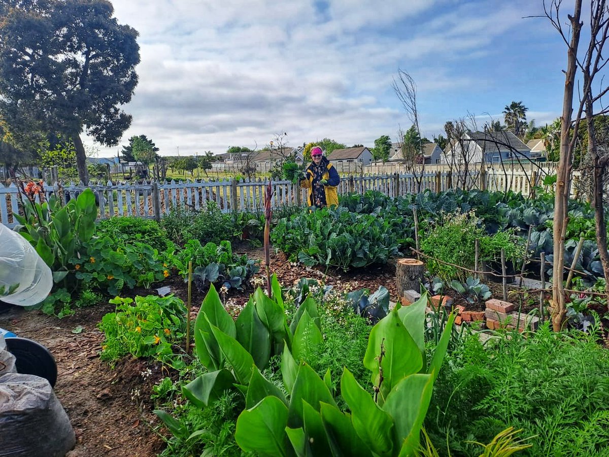 KaapseCapeForum's tweet photo. | Omgewingsake |

Die #KaapseForum &amp; #GreenforLife het vanoggend saam met ons nuutste netwerkvennoot, Apple Tree Initiatives NPC. Saam 'n oesdag by die Brackenfell gemeenskapstuin gevier. Daar is groot planne vir 2024. So sluit aan &amp; hou hierdie spasie dop! https://t.co/ptgAroQws6