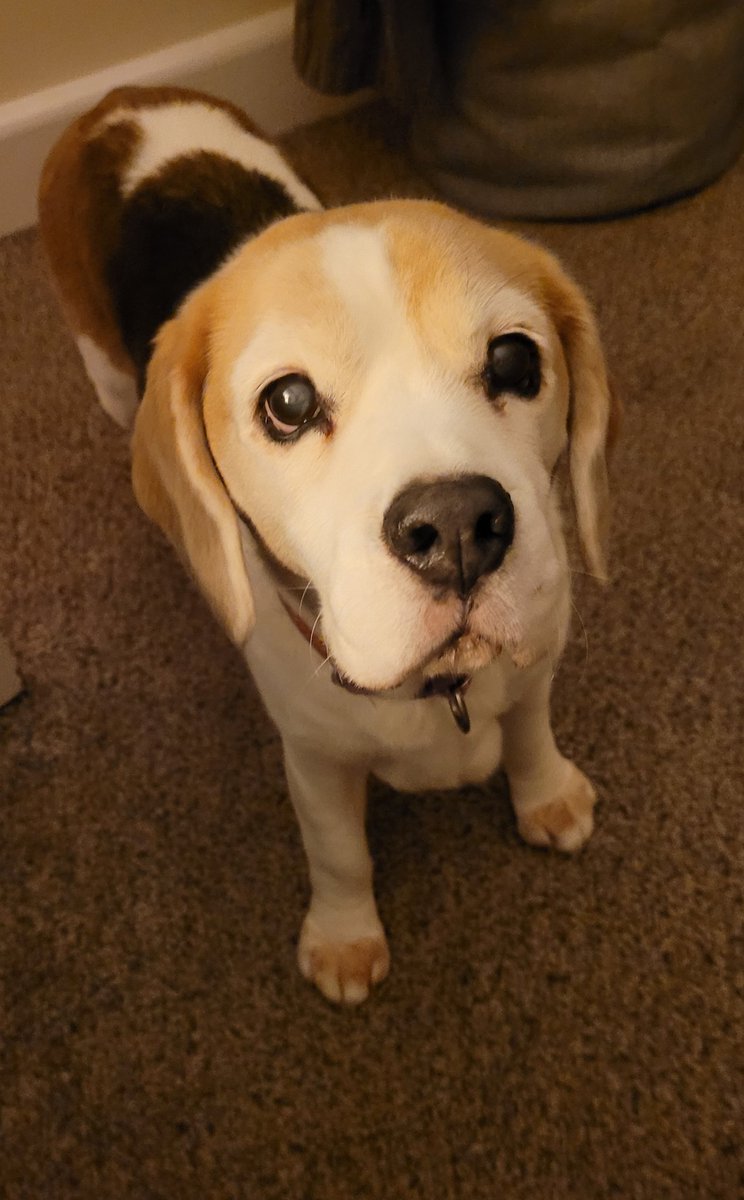 BeagleBarneyandRoxy (@beaglebarney1) on Twitter photo 