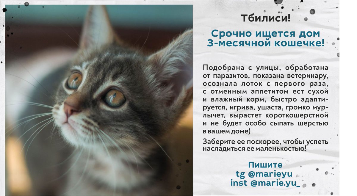 mazymonkey's tweet photo. Тбилиси! Помогите распространить! https://t.co/6IoT7X0uLP