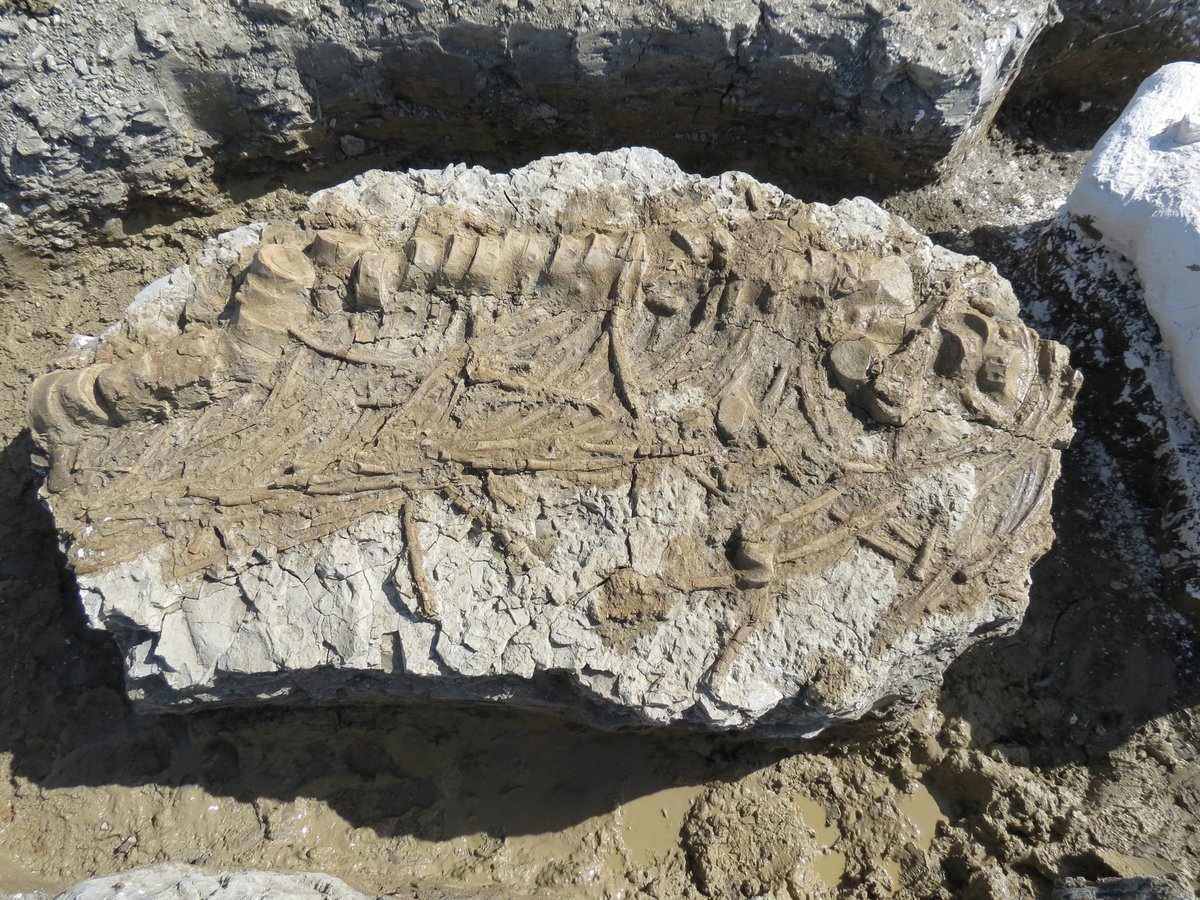 outfossiling's tweet image. 9/9/2021 - was a day to apply a weak acetone paraloid solution to the exposed bone from this huge section of #rutlandichthyosaur I mean just look at it, absolutely jaw dropping.