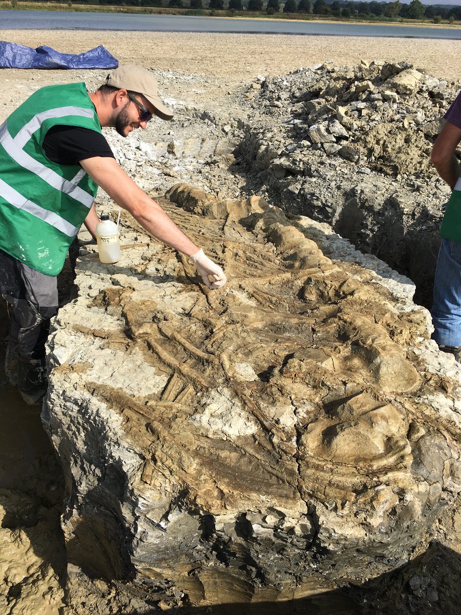 outfossiling's tweet image. 9/9/2021 - was a day to apply a weak acetone paraloid solution to the exposed bone from this huge section of #rutlandichthyosaur I mean just look at it, absolutely jaw dropping.