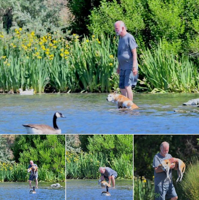 I was at the river, hidden in the reeds, hoping to take photos of wildlife when I espied a man tenderly carrying his dog into the water and gently setting her down. The old dog seemed soothed and contented to be in the water and moved around using her front legs.
When she got