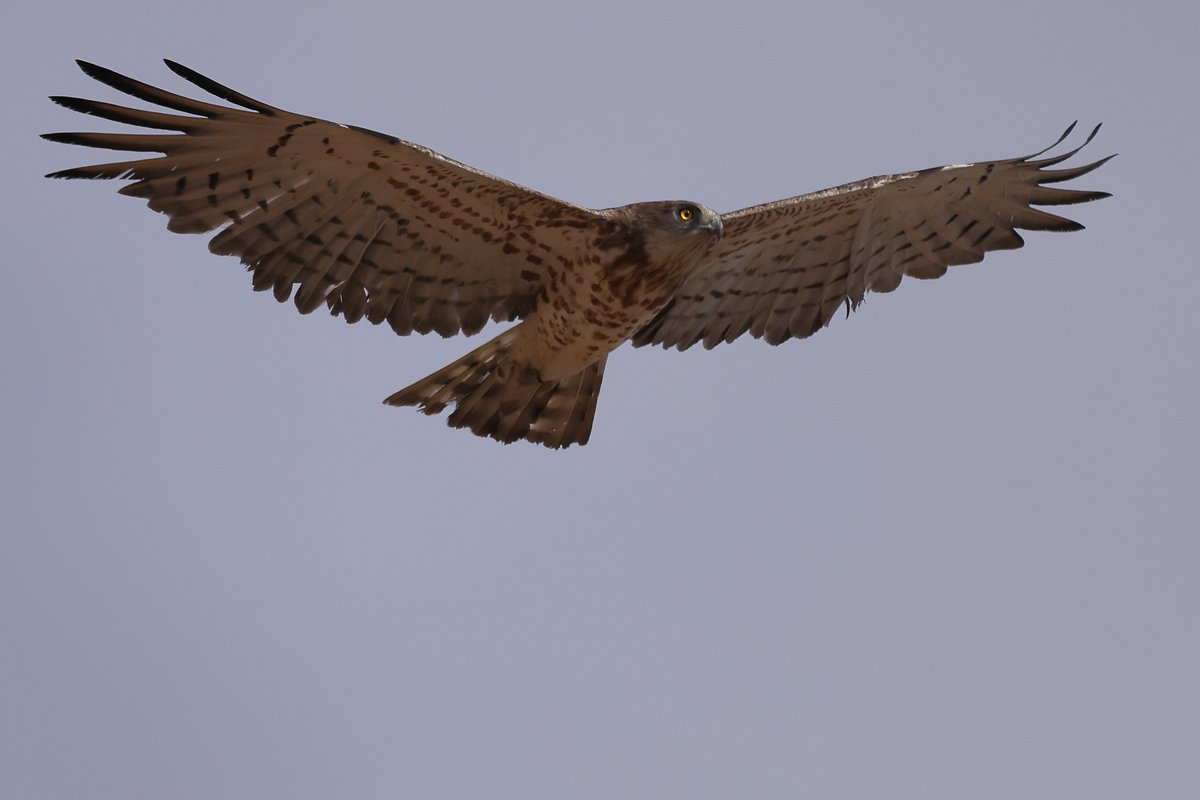 De tornada cap a Àfrica.
Àguila Marcenca.
#aguilamarcenca #aguilaculebrera #circaetusgallicus #ocellsdecatalunya #birdingcatalunya