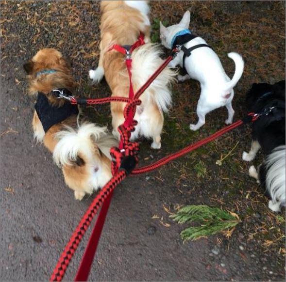 3 dogs, 4 dogs

They are walking but you can make it FUN for your dogs - and you

#dogsoftwitter #dogtweets #dogsofX #elonmusk #cesarmillan #3dogs #4dogs #leashtangles #tangledleashes #dogstagram #instadogs #dogwalking #multipledogs #doglovers AMZN.to/1gOuw9E