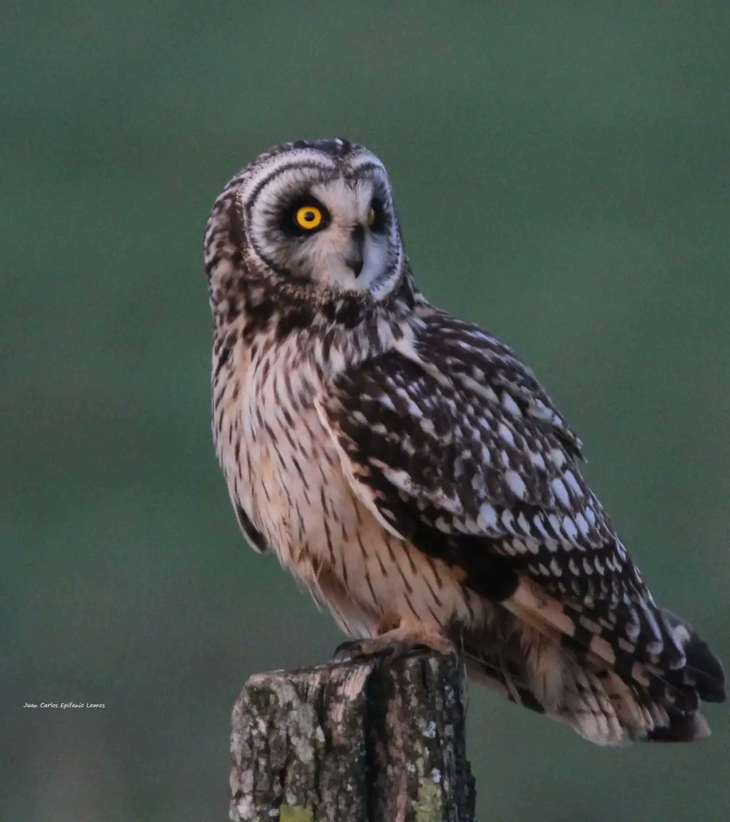 Curuxa das xunqueiras por JC Epifanio.
Asio flammeus.