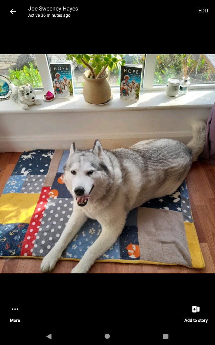 janeymcd23's tweet photo. @MyDubhLinn Kept up quietly Sandra on other platforms but really missed my morning and evening notifications from here. Have followed him from the start. Have just finished his book. Warning ⚠️ you will be so happy 😄 and so 😭. Our #DogAngel x https://t.co/M4sf82HOmz