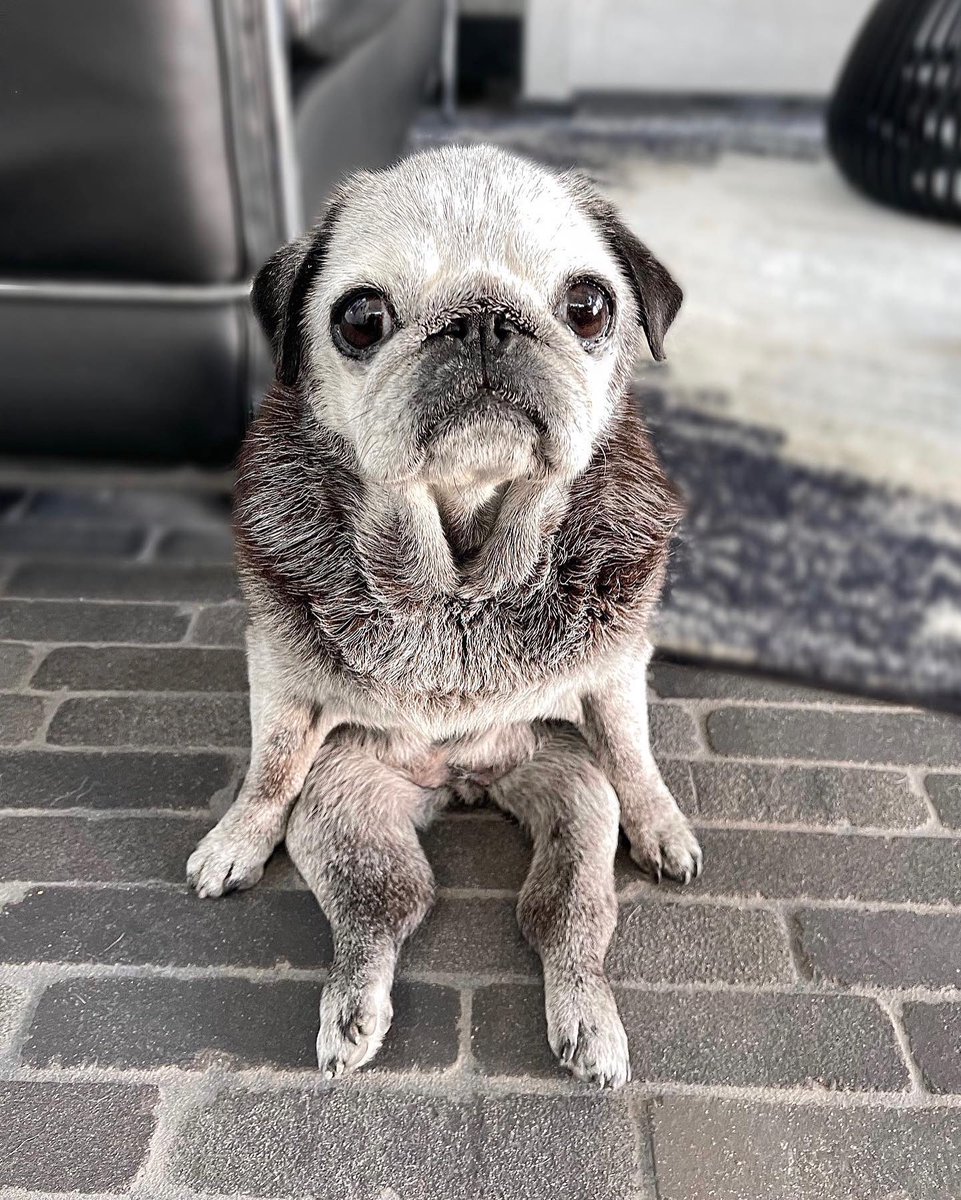 This is Josephine. She's currently in a senior sploot. Which is how you sit when you are wise and distinguished enough to not care what anyone thinks. 14/10 #SeniorPupSaturday