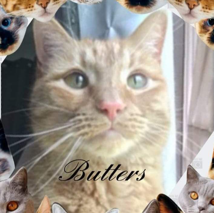 jayceejay's tweet photo. Happy "Caturday" from Misty and Butters 😺😽 https://t.co/YJymmYpZLG