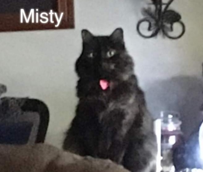 jayceejay's tweet photo. Happy "Caturday" from Misty and Butters 😺😽 https://t.co/YJymmYpZLG