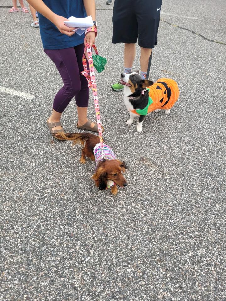 AndyWittman's tweet photo. This morning, over 100 people attended #sayvillerotary 30th Annual Pet Parade. This is a free event that we put on for the community every year. Special thanks to Saint Lawrence and SCPD who helped facilitate this event. https://t.co/74wlpOqJvW