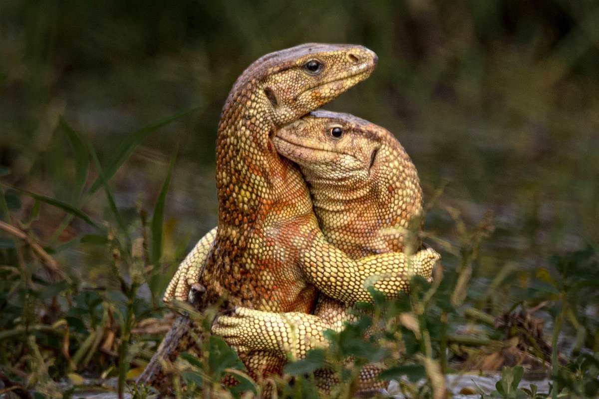 Monitor lizards tussle in India. Photo by Dipankar Bakshi.