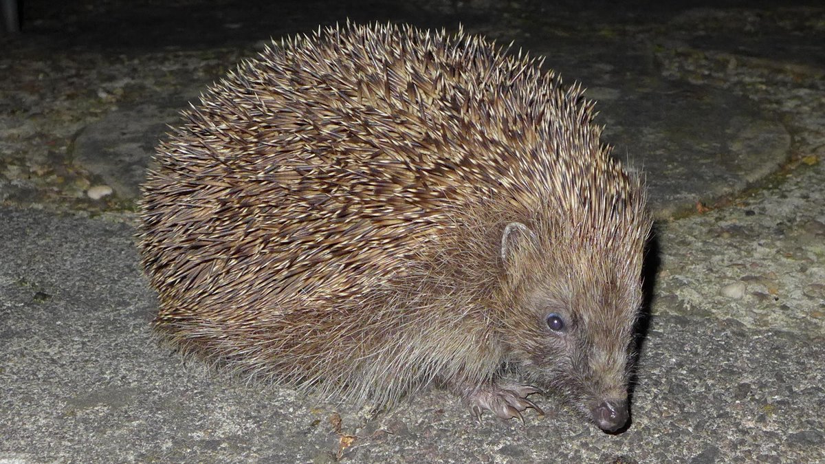Spike, our resident hedgehog, doing his nightly rounds and making sure that all is  well.