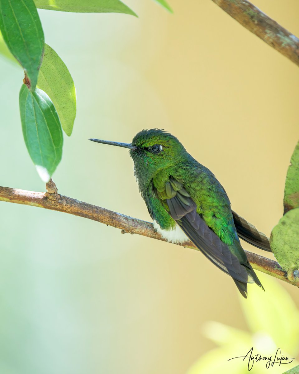 anthonylujan's tweet photo. Someone is trying to hide or blend in. 
Emerald-bellied Puffleg
Eriocnemis aline
Status - Least Concern
@owletlodge
Sony A1 - Sony 600mm
#ALhummingbirdperched

#emeraldbelliedpuffleg #puffleg #hummingbird #colibrí #beijaflor  #picaflor #Trochilidae #hummingbirds #peru #humming... https://t.co/aRjFniVjfo