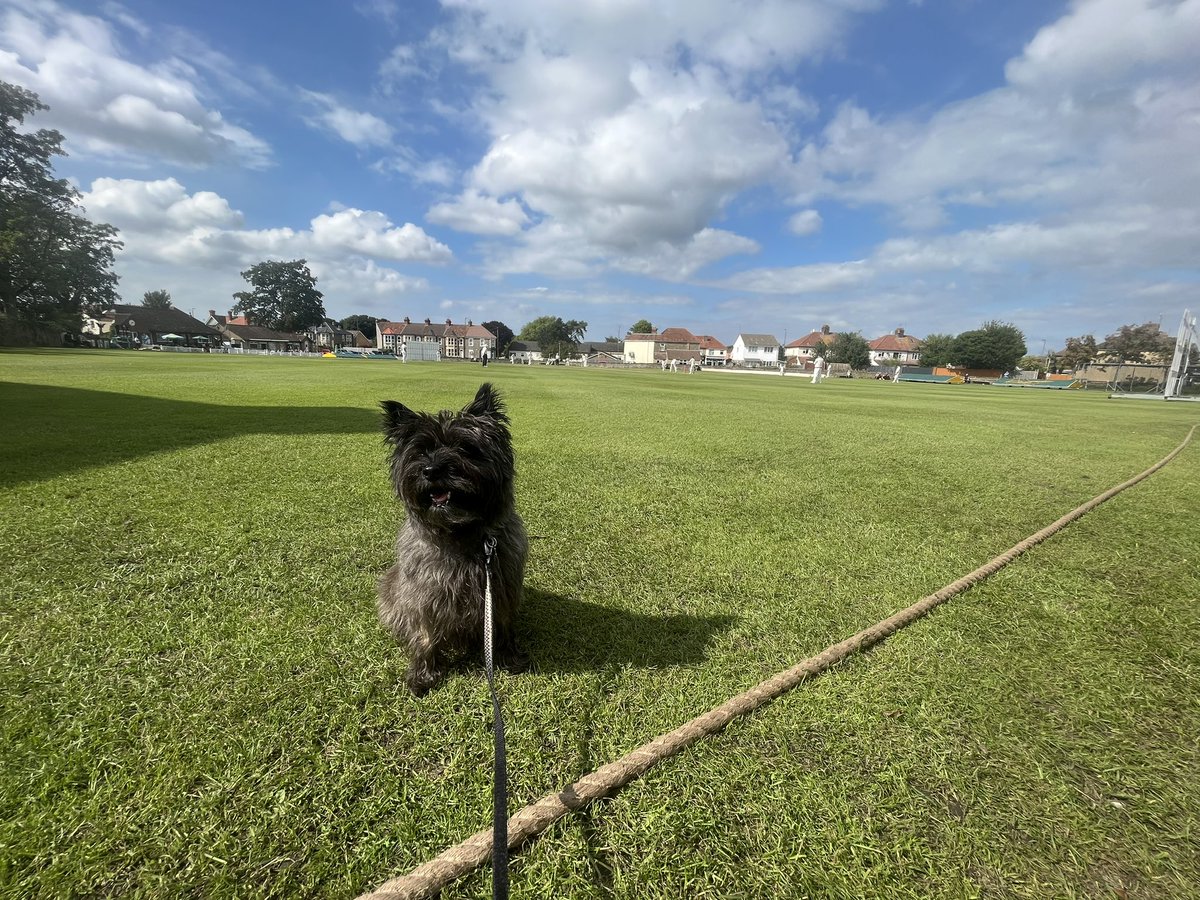 Flora, a cairn terrier, enjoying an afternoon at Downend CC - home ground of WG Grace - whilst being a bit edgy and sitting on the outfield. @dogsatcricket