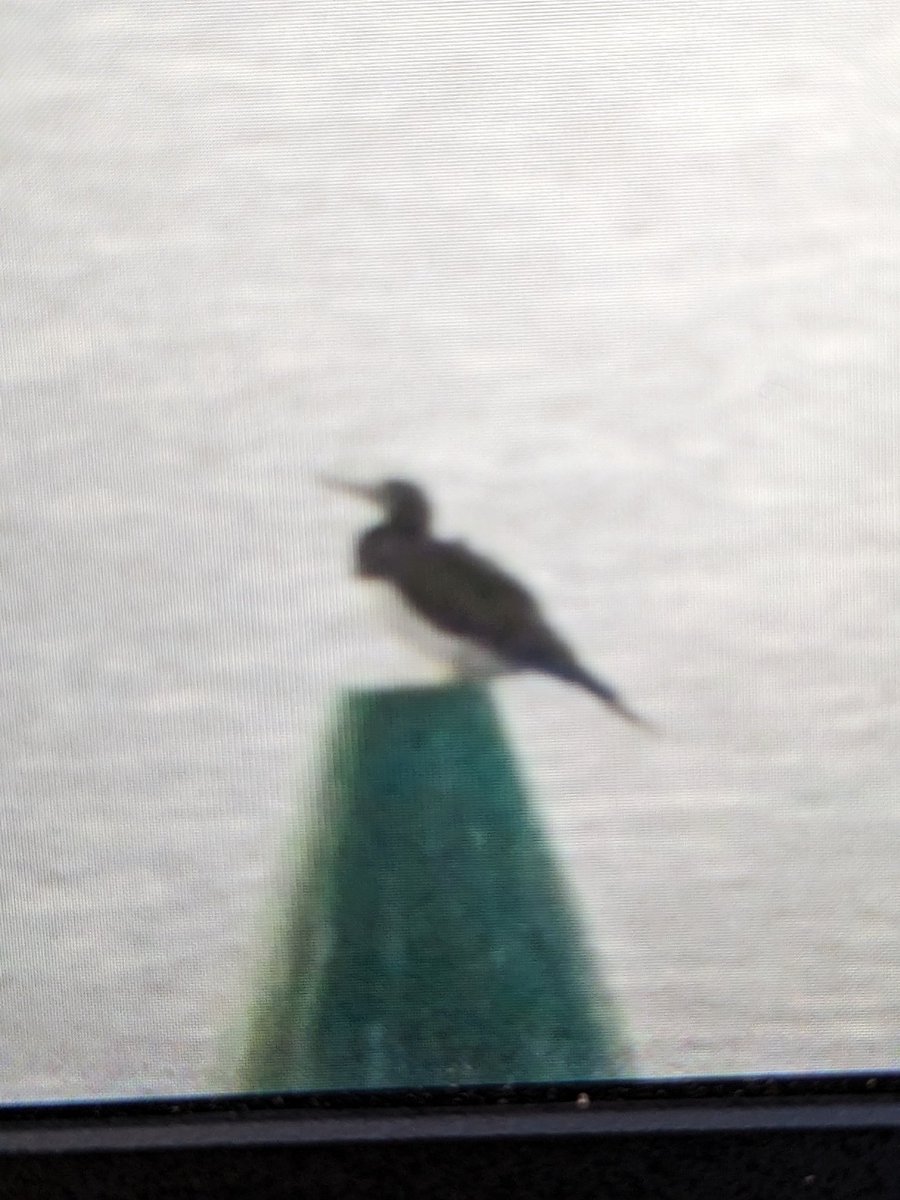 #brownbooby still at south gare Tonite was close in at end of the gare @teesbirds1 @nybirdnews @teeswildlife @TeessideLive