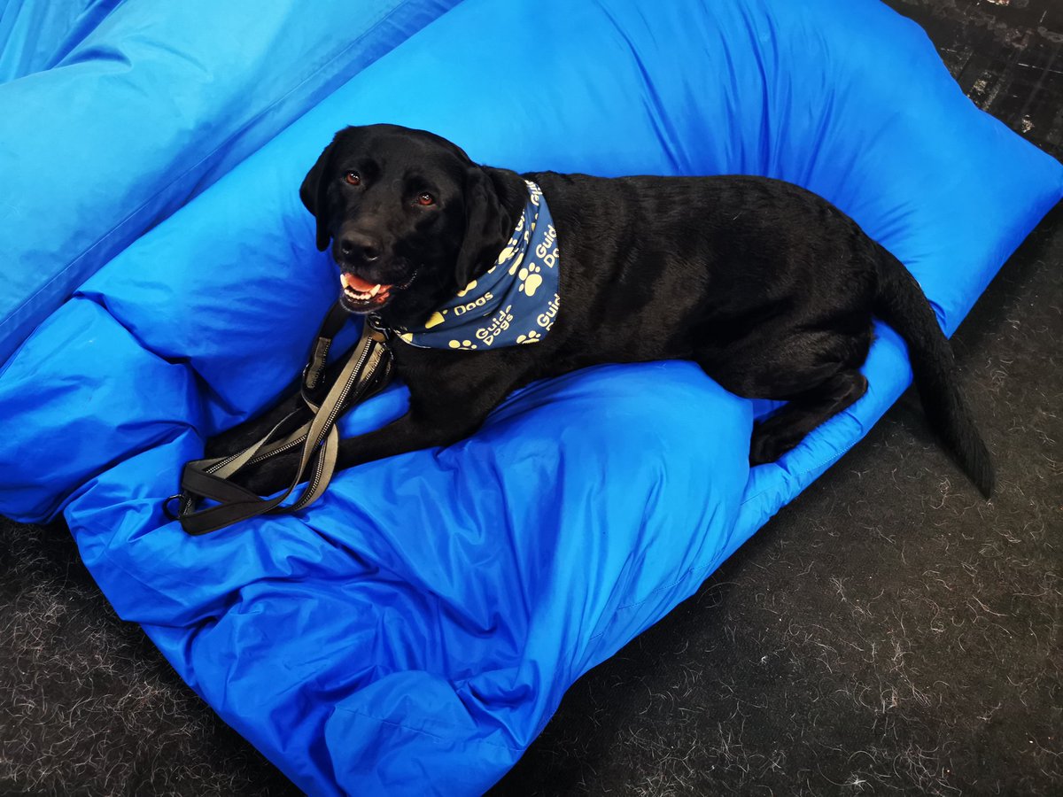 pastiche520's tweet photo. @GodivaGuidedogs @IGFestUK Dulci will be back ready to provide free hugs, meditation and yoga  sessions (laying downward dog a speciality) at the Guide Dogs stand between 13:00 and 18:00 Sunday. See you soon at the bean bags. Love Dulci 🐕‍🦺 https://t.co/gdhABBxPtD