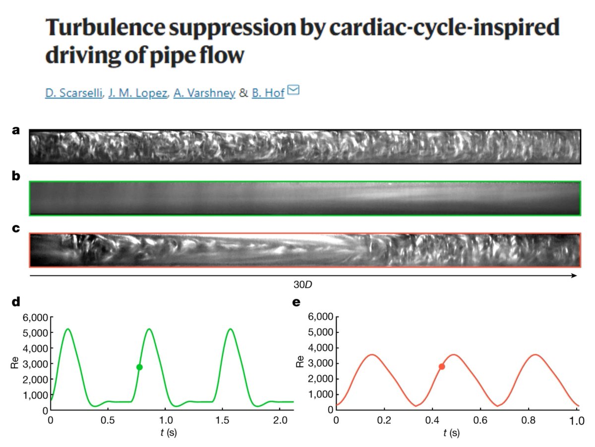HaoYin20's tweet image. Turbulence control of cardio-aortic system
#AortaEd

Aorta has a peak Reynolds# ~5000 (Red.crit~2300)!
How #TurbulentFlow is suppressed in aortic flow?

Pulsation helps but &quot;the diastole has a central role&quot;

Another example of Amazing Nature😍
@Nature 2023
nature.com/articles/s4158…