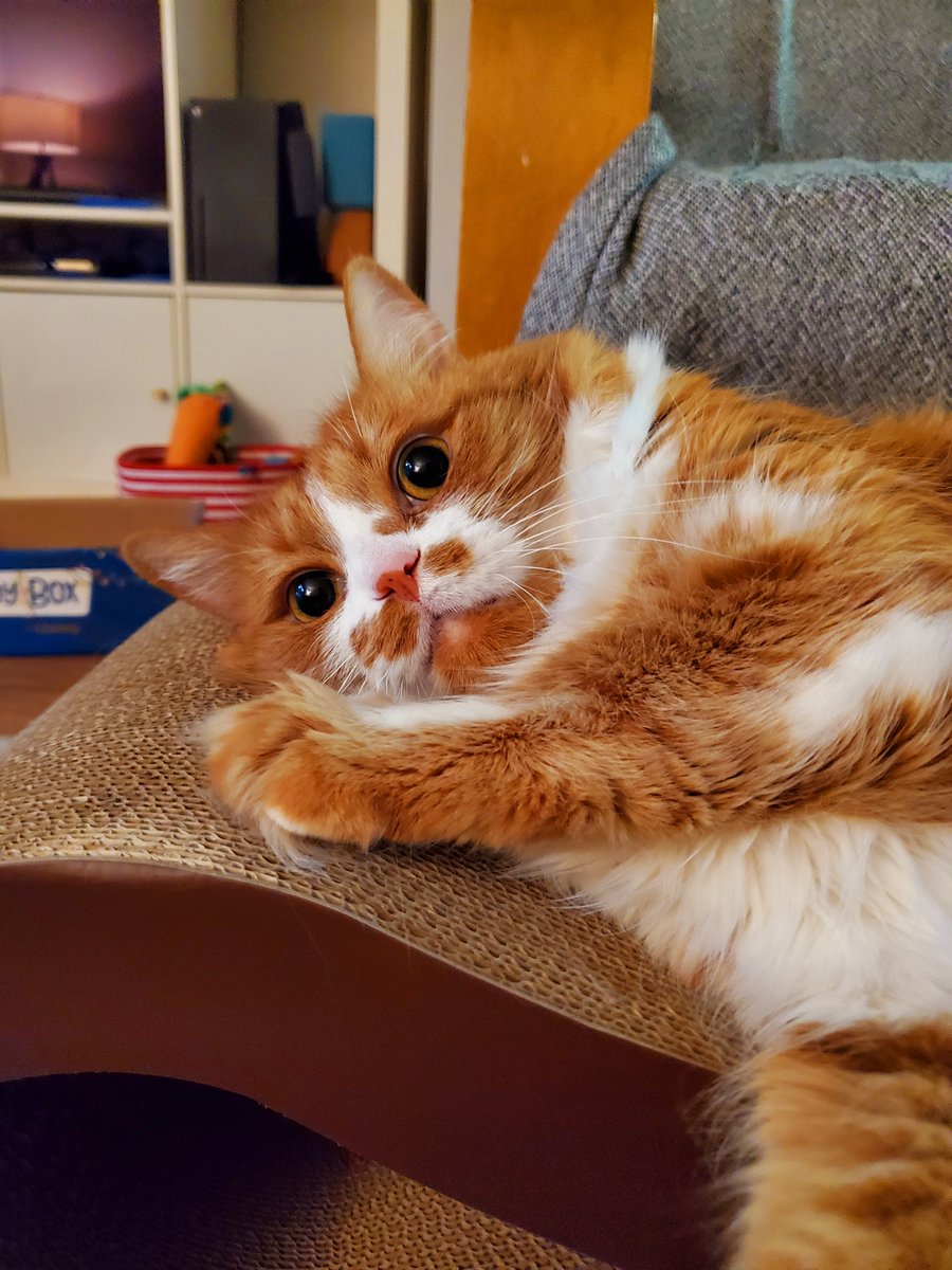 Dbwagner104's tweet photo. Sandal often starts walking somewhere, then changes his mind seconds later and lays down. he has realized walking isn't fun, and that more walking won't be fun either.

cats know they don't like unpleasant things and shouldn't do them. this is why they are smarter than us. https://t.co/LcFNL9Zz3l