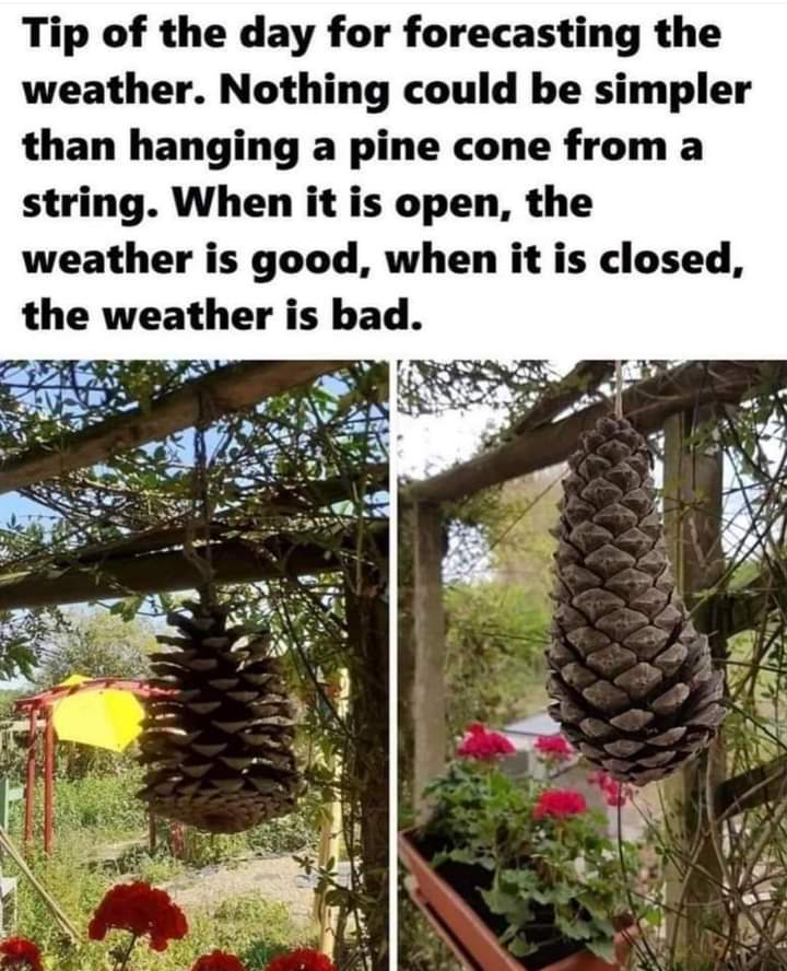 modern_daywitch's tweet photo. #coolfacts #pinecone #naturelovers #WeatherForecast #natureismagic #witchythings https://t.co/uM89c7OKYk