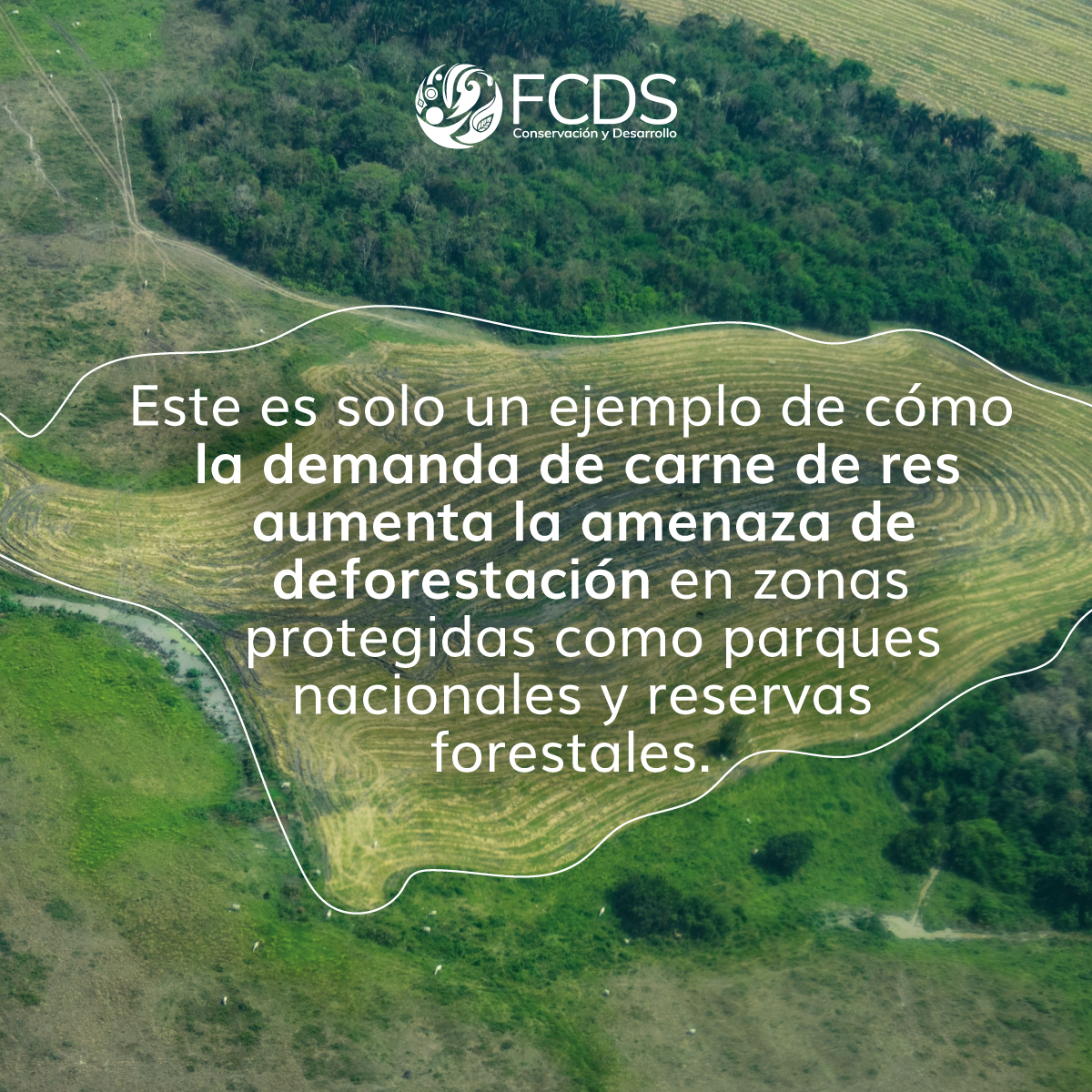 FcdsOrg's tweet photo. ¿De dónde vienes la carne que te comes? ¿Te lo has preguntado? 

@CLIP_AmericaLat  y @360gradoscol , a través de la beca de @pulitzercenter ,  investigó la relación entre la carne 🐄que se consume en Bogotá y la deforestación, especialmente en zonas protegidas y de reserva.

👉Conoce los resultados en:
https://t.co/r1cd3nAmGz

@RodrigoboteroG 
@mcarvajal28 
@susanamuhamad 
@MinAmbienteCo 
@svilardyq