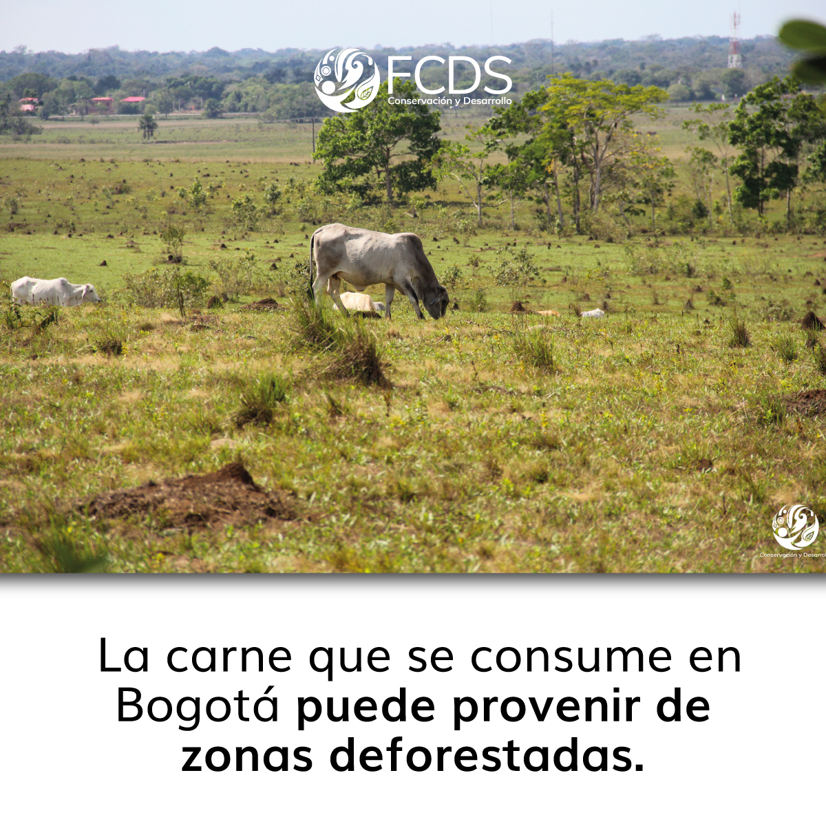 FcdsOrg's tweet photo. ¿De dónde vienes la carne que te comes? ¿Te lo has preguntado? 

@CLIP_AmericaLat  y @360gradoscol , a través de la beca de @pulitzercenter ,  investigó la relación entre la carne 🐄que se consume en Bogotá y la deforestación, especialmente en zonas protegidas y de reserva.

👉Conoce los resultados en:
https://t.co/r1cd3nAmGz

@RodrigoboteroG 
@mcarvajal28 
@susanamuhamad 
@MinAmbienteCo 
@svilardyq