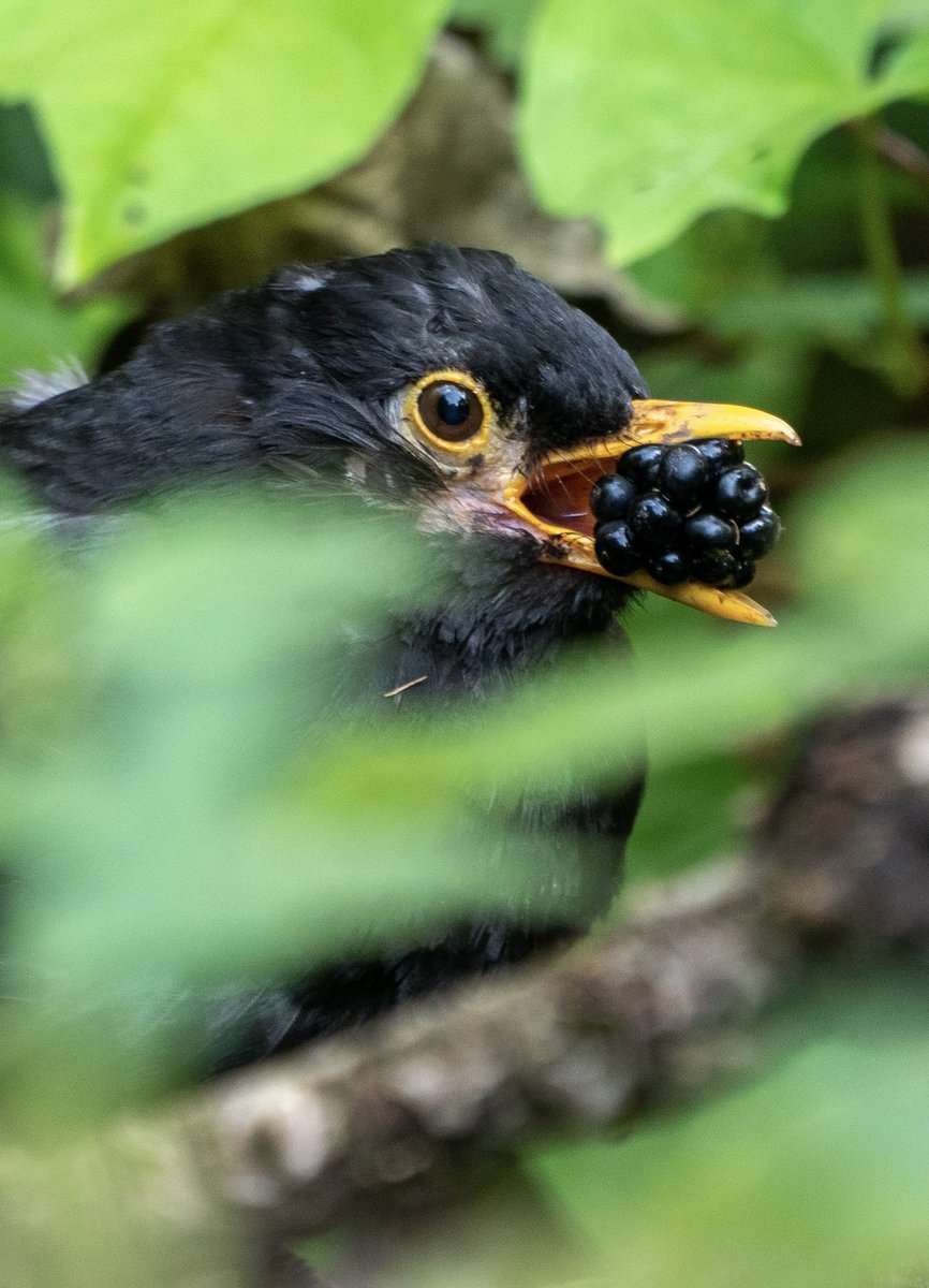A blackbird with a blackberry. 😊 #birds #birding #wildlifephotography #blackbird #TwitterNatureCommunity #tameside #mossley #Saddleworth