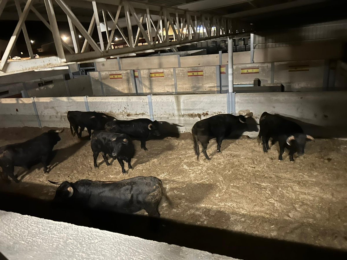 Llegan los novillos de Don CELESTINO CUADRI a Villaseca de la Sagra...
Llega la Seriedad y la Integridad desde la finca Comeuñas.

Nos vemos mañana domingo 10 de Septiembre en la penúltima novillada del XXIII Alfarero de Oro 2023.