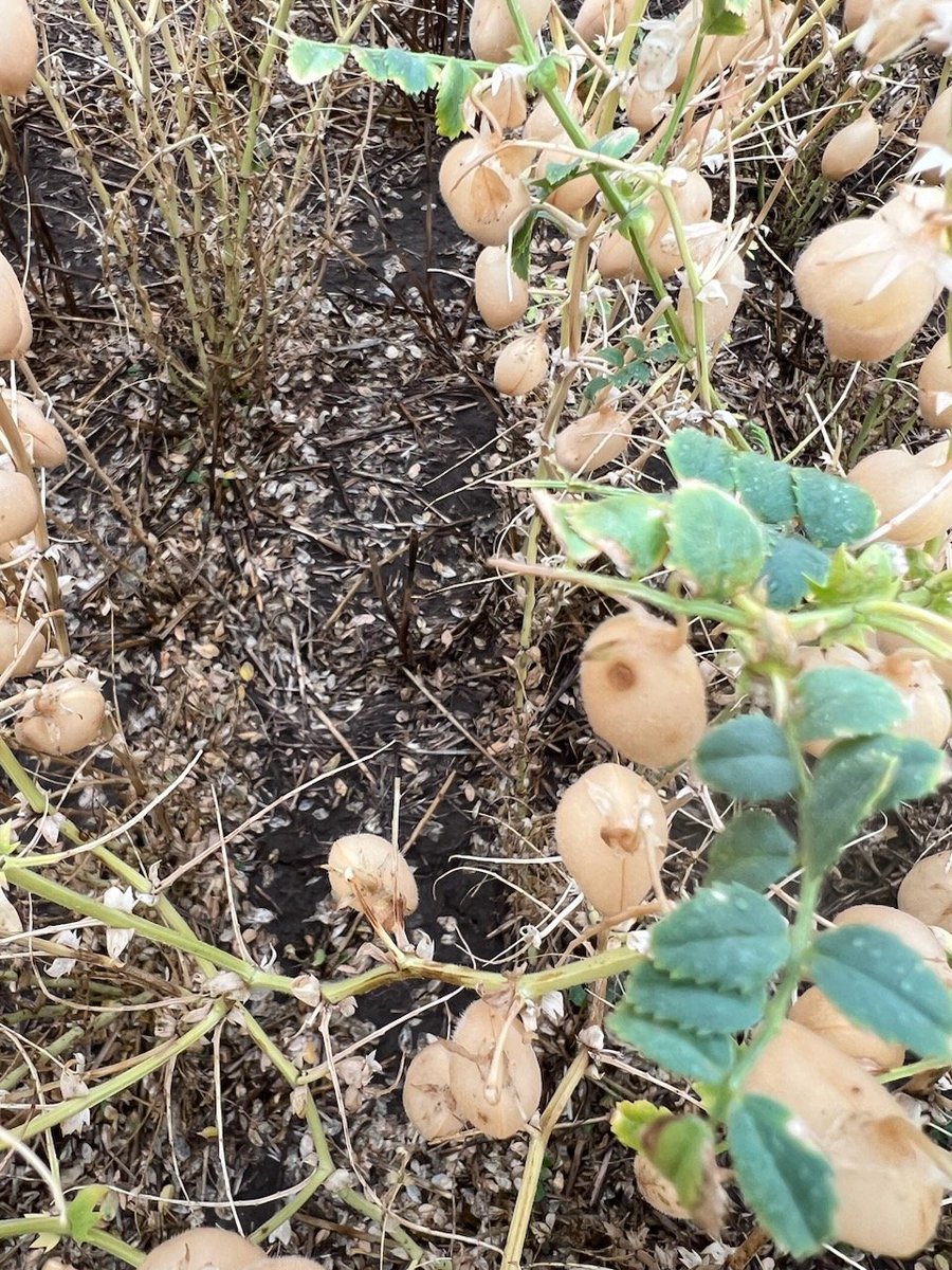 PennyRo25927708's tweet photo. #findingthepulse in Montana. Breeding and production challenges are more similar than different, foliar disease, root pathogens, soil and environmental. Exchanging ideas and discussing #pulseprotein with Kevin and Perry @montanastate. @ChurchillTrust https://t.co/KzPCsaHuEZ