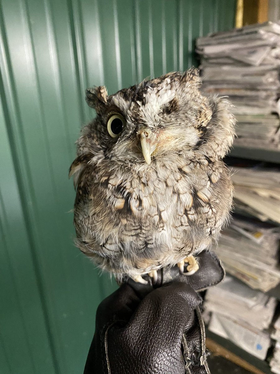 your birder friend tweet media