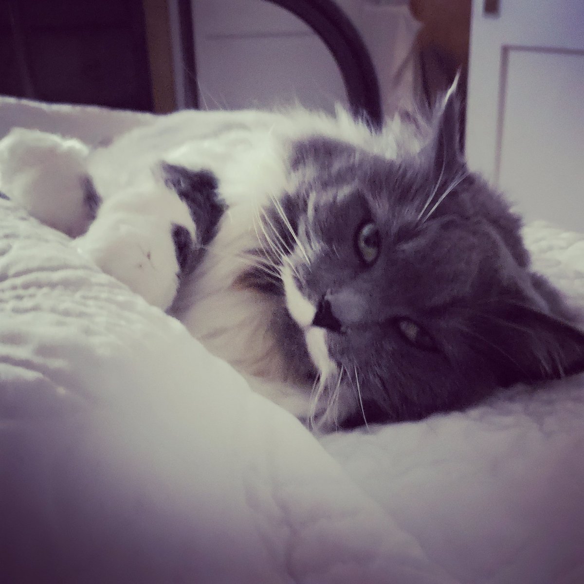getheller1006's tweet photo. #CatsofTwittter #Misstache #catswithmustaches #Caturday https://t.co/U9A4H70Bab