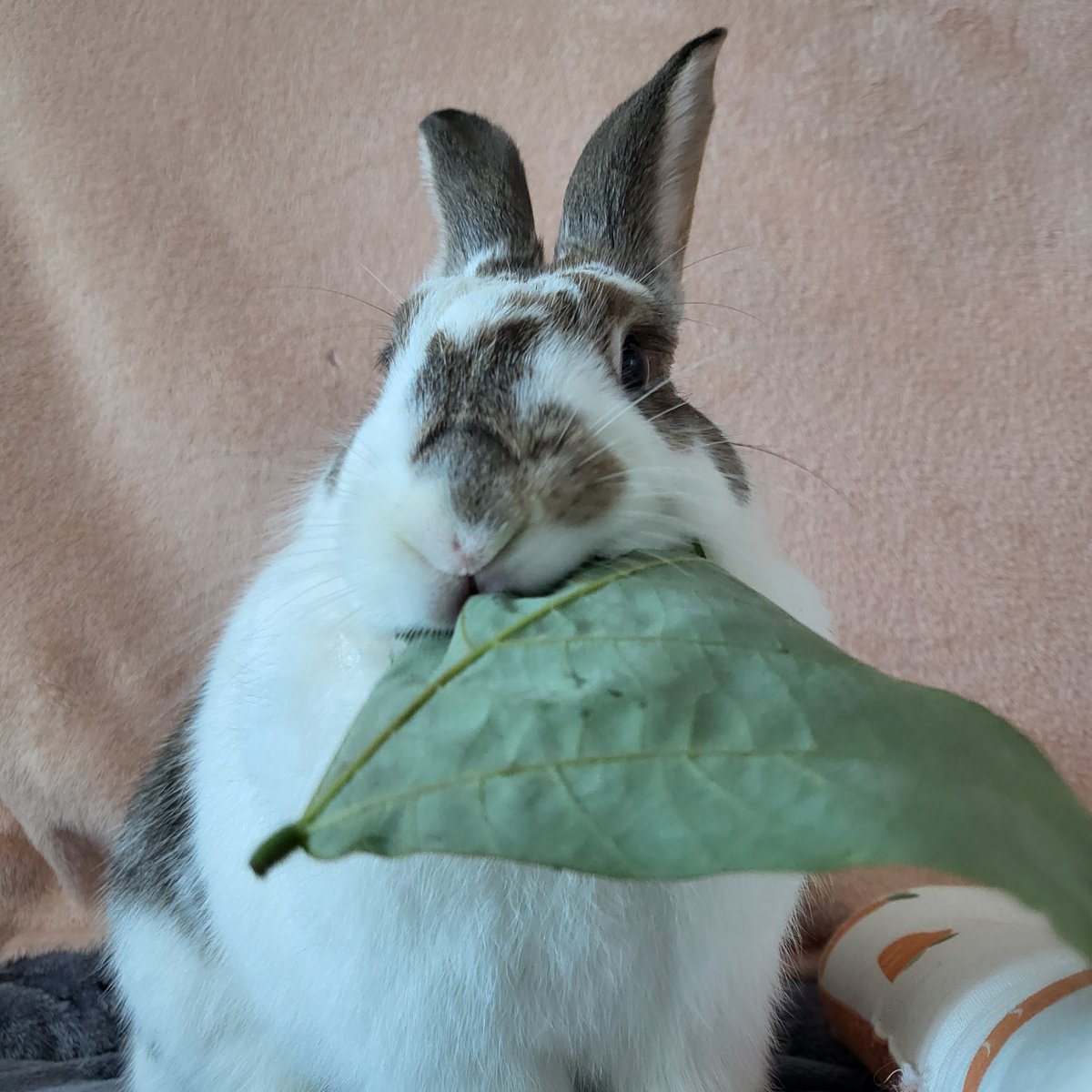 심리테스트. 당신의 눈에는 몇마리의 토끼가 보이나요?
.
.
.
.
.
.
.
.
한마리 : 당신 눈에는 가을이의 모습만 보이는군요. 앞으로 지금처럼 가을이만 봐주세요.

두마리 : 어떻게 토끼 얼굴에 또 토끼 무늬가... 당신은 가을이 무늬 구석구석 잘 알고 있군요. 앞으로도 지금처럼 가을이만 봐주세요.