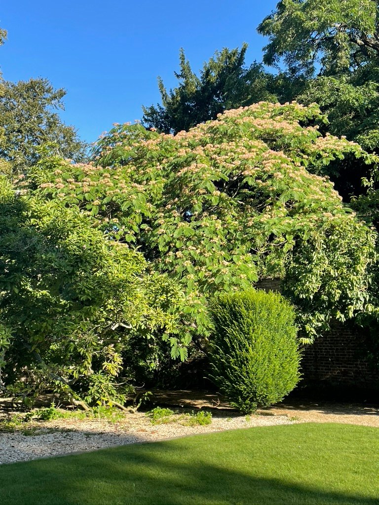 Albizia julibrissin, Persian silk tree, native to southwestern &amp; eastern Asia. Ours has been in flower since July, despite the August downpours and still provides a stunning backdrop to the gardens.  Come see - House and Gardens are open 17 Sept and 18 Sept, 2pm-5pm. #gardens