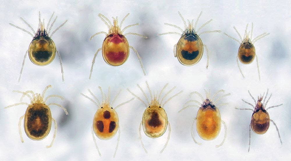 Mossworm tweet media