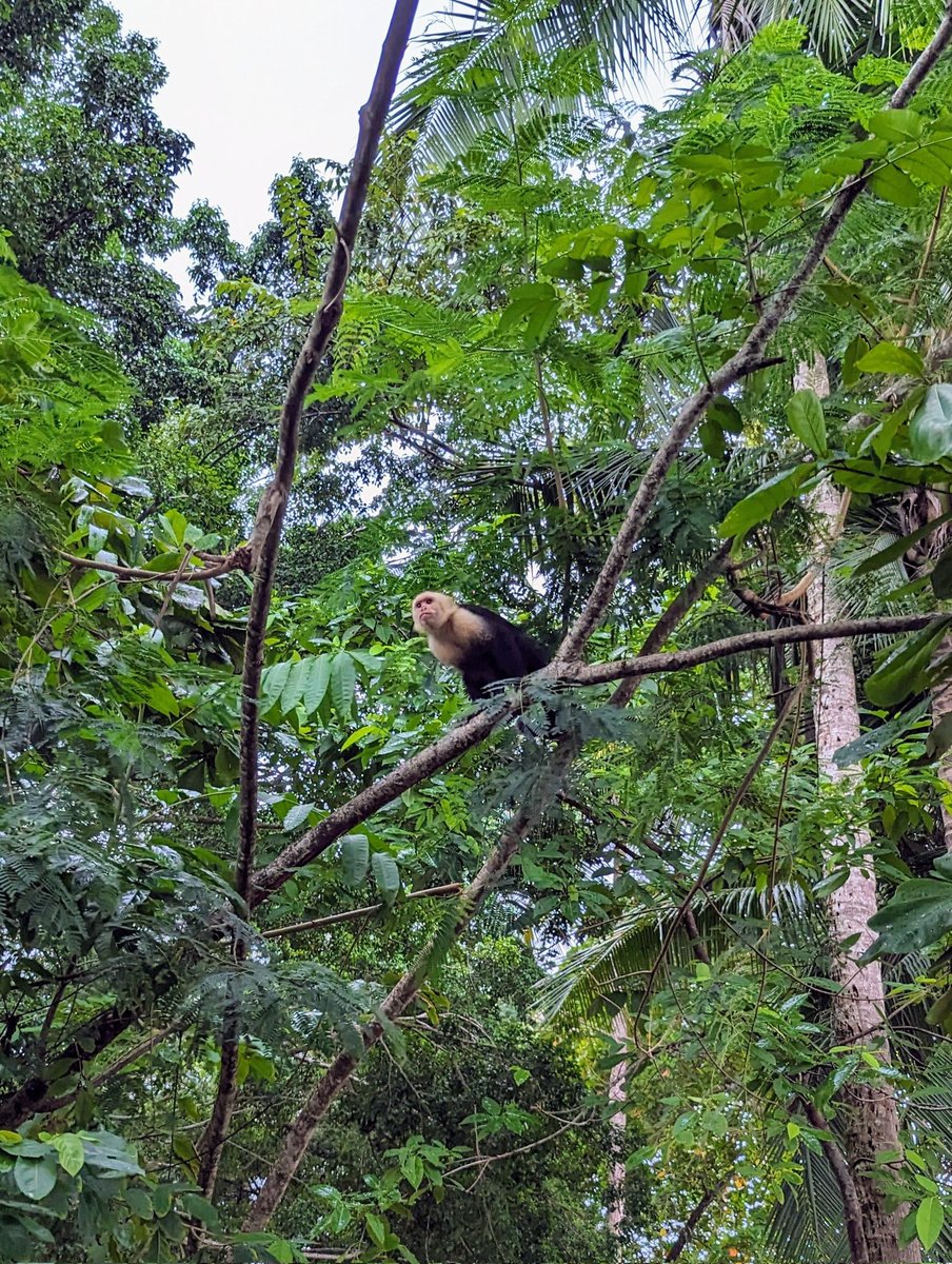 Just a little capuchin monkey in Costa Rica 😊