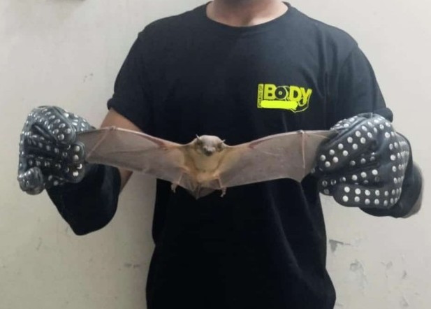 Captured this bat from my house. 🦇 #BatLife #bats #SaveTheBats #wildlifeconservation #batConservation #WildlifeProtection #BatResearch #BatPhotography