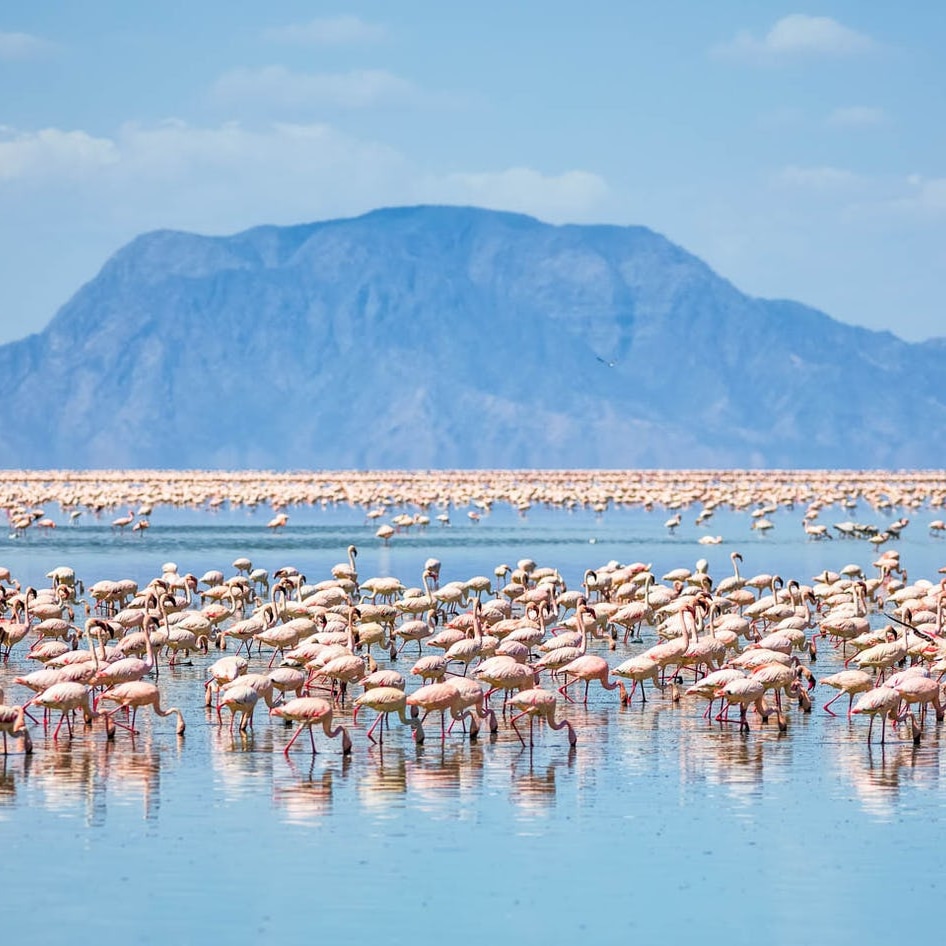 mystead's tweet photo. Lake Natron, known from the famous mountain of God, Ol Doinyo Lengai (an active Volcano mountain), an authentic Maasai village and the beautiful lake itself!  #travel #traveler #destinations #discover #tanzania🇹🇿 #traveltips #traveldeals https://t.co/8LFONtGJlN https://t.co/q04LUemY7e