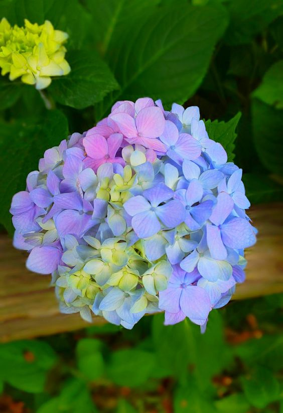 lavieestbelIe's tweet photo. Hydrangeas https://t.co/KUIrd3VI0l