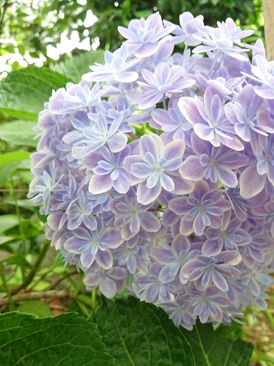 lavieestbelIe's tweet photo. Hydrangeas https://t.co/KUIrd3VI0l
