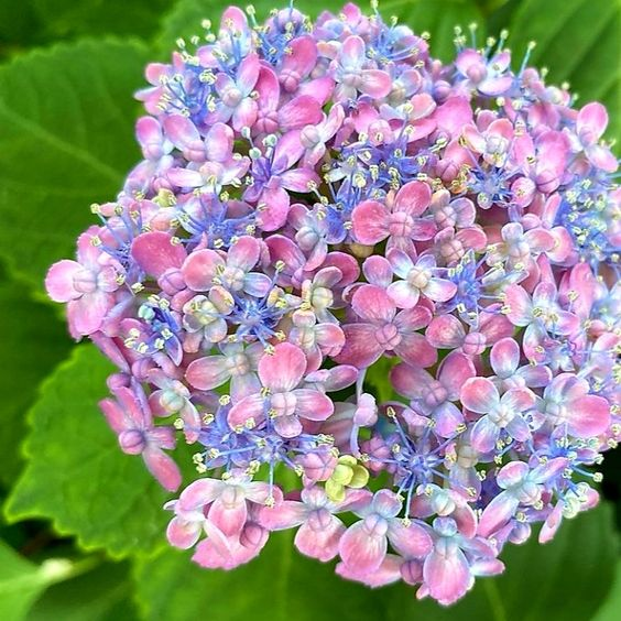 lavieestbelIe's tweet photo. Hydrangeas https://t.co/KUIrd3VI0l