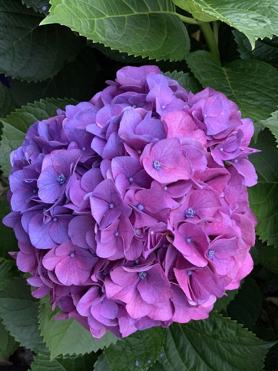 lavieestbelIe's tweet photo. Hydrangeas https://t.co/KUIrd3VI0l