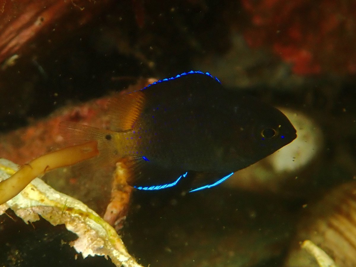 This is the time of year that tropical fish occasionally take a tour to Nova Scotia. Generally, this is unfortunately a one-way trip. It’s a cool opportunity for us to see some pretty fish though. Juv. Spotfin Butterflyfish (C. ocellatus) and Bicolor Damselfish (S. partitus).