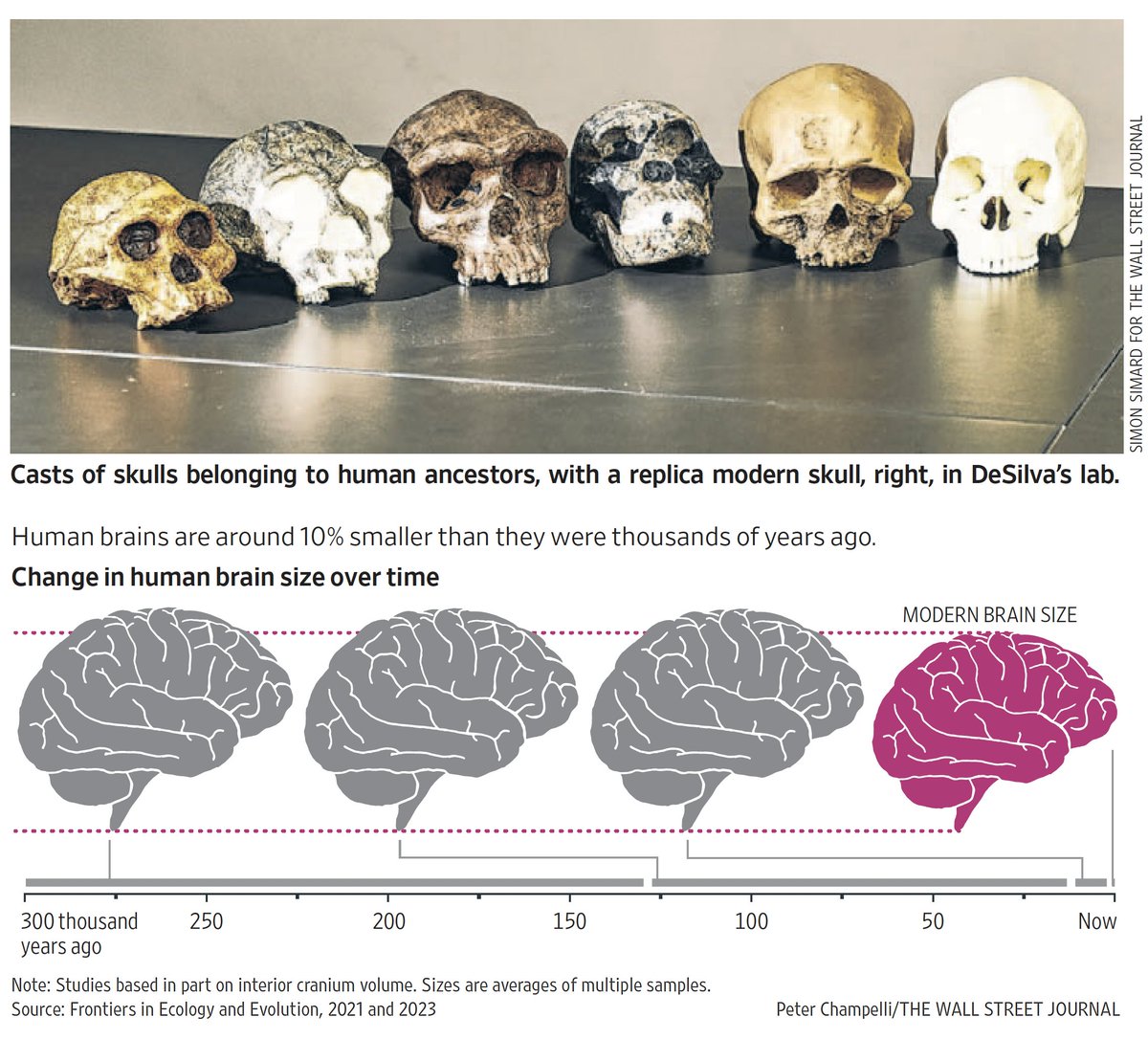 Honey, I shrunk the brains ;-)
wsj.com/science/human-… by <a href="/AylinWoodward/">Aylin Woodward</a>