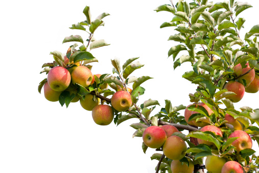 AboutAmerica's tweet photo. If you're lucky enough to go apple-picking this month, remember that the types you pick will likely be ones that are never available in groceries. As you pick, learn about the different heritages of what you take home: https://t.co/w2dLkOkWLA #appletree https://t.co/ecr2YYj36n