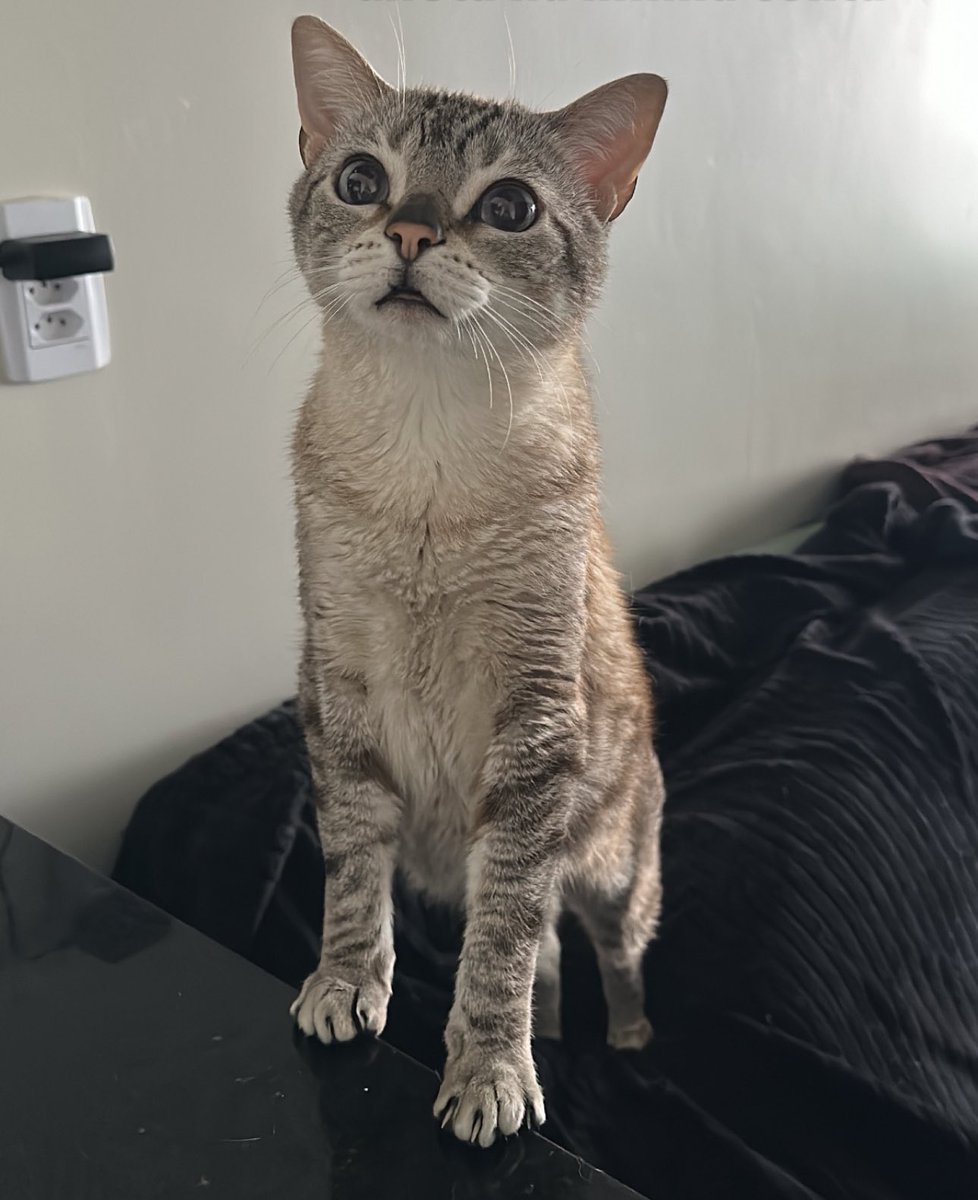 wtfmiu's tweet photo. humana, se tu me quiseres
sou desses gatinho
de se apertar https://t.co/CYCZxYwepz