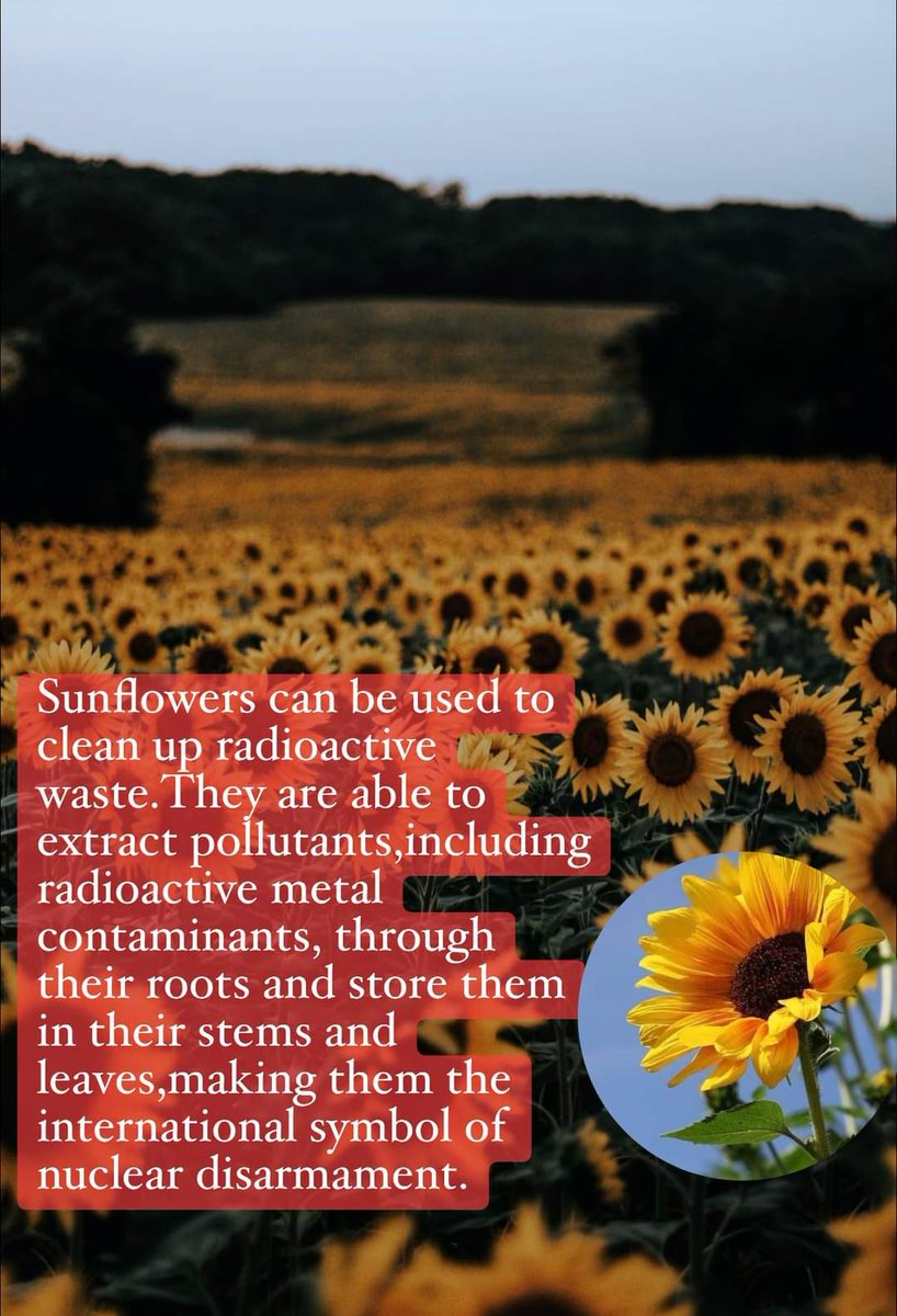 Mrs. Maggos (@mmmaggos) on Twitter photo 