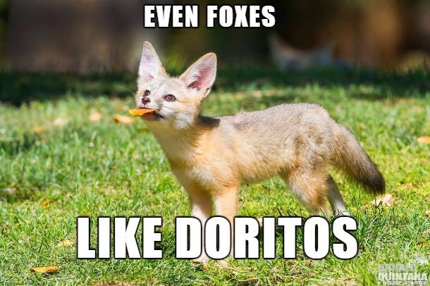 FopsHourly's tweet image. [🔗](api.tinyfox.dev/hourly/HourlyF…)